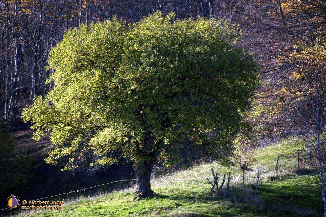 Nom de l'image : D1010140-01_(c)Norbert-JUNG — Description :